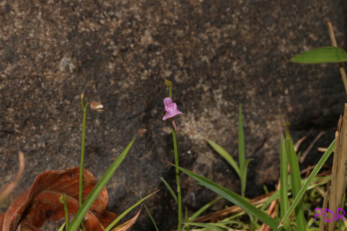 Utricularia graminifolia Vahl